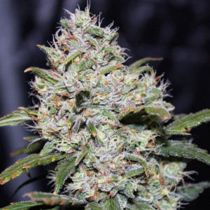 gg41-Cropped-1