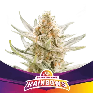 rainbows-BSF-Seeds-1