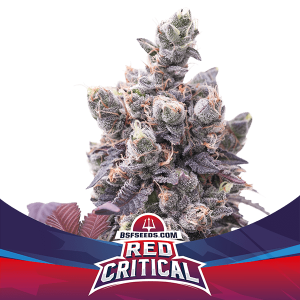 red-critical-BSF-Seeds-1