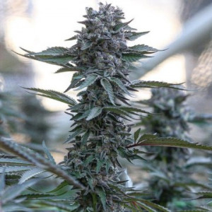 gush-mints-s1-purple-city-genetics-weed-cannabis