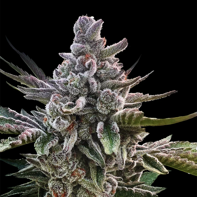 silent-seeds-sherbinskis-acai-jelly-plante-cannabis_800x