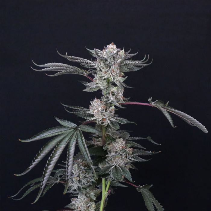 compound-genetics-luxar-dos-cherry-dosisos-jet-fuel-gelato-cannabis-seeds