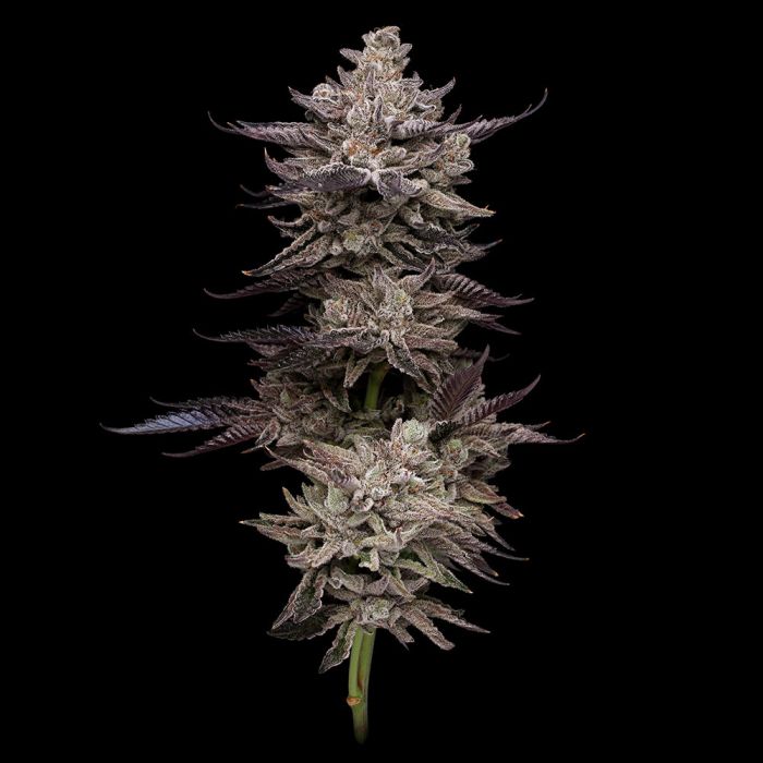 frosted-fujis-compound-genetics-cannabis-seeds
