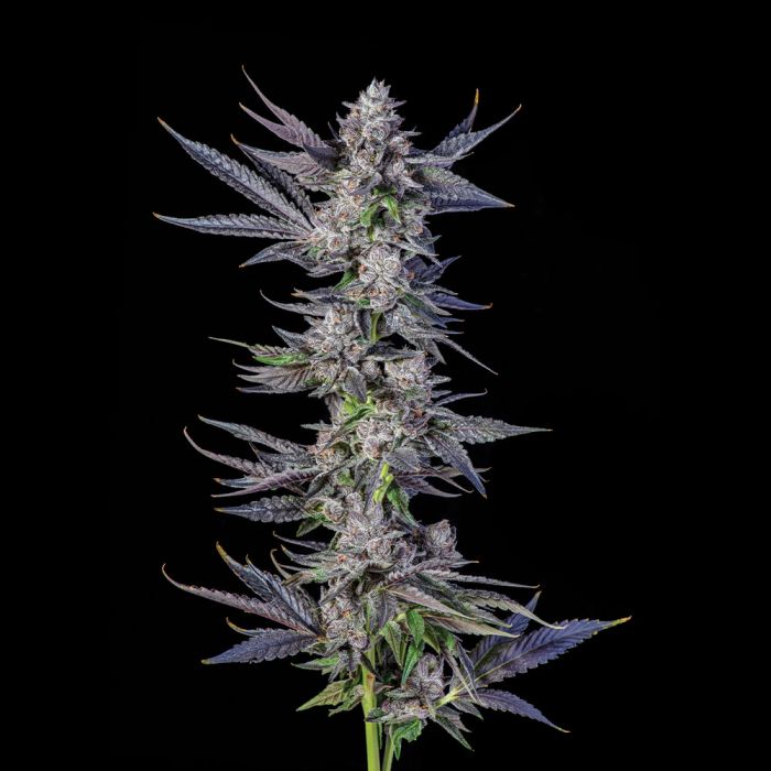 menthol-runtz-cannabis-seeds-compound-genetics