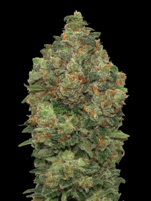 Auto-Critical-Soma-510x677